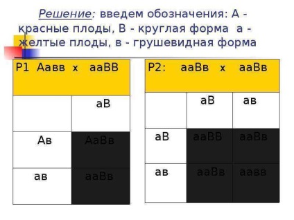 A Dihybrid Crossing alapjai