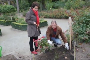 Caracteristici de îngrijire de toamnă pentru trandafiri