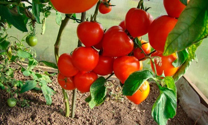 Caracteristicile tomatelor de fertilizare în seră - secretele grădinarilor