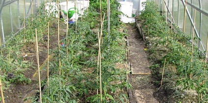 Caracteristicile tomatelor de fertilizare în seră - secretele grădinarilor