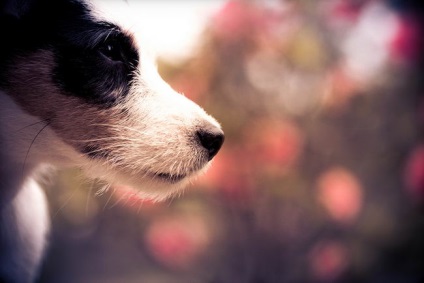Parson a stabilit terrierul (parson russell terrier) - terieri mari și medii - forum de rase de câini de câini