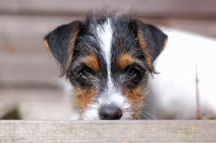 Parson a stabilit terrierul (parson russell terrier) - terieri mari și medii - forum de rase de câini de câini