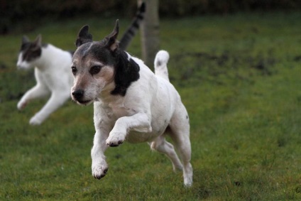 Parson a stabilit terrierul (parson russell terrier) - terieri mari și medii - forum de rase de câini de câini