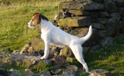 Parson a stabilit terrierul (parson russell terrier) - terieri mari și medii - forum de rase de câini de câini