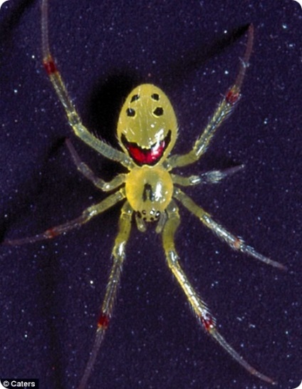 Spider cu un zâmbet