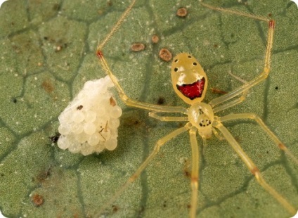 Pók egy mosolygós