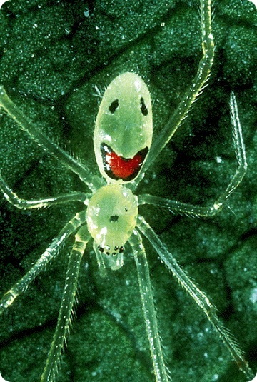 Spider cu un zâmbet