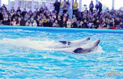 Primul delfinariu din Minsk (prețurile biletelor de poze, fotografii video) la blogul zoo-turistic despre restul