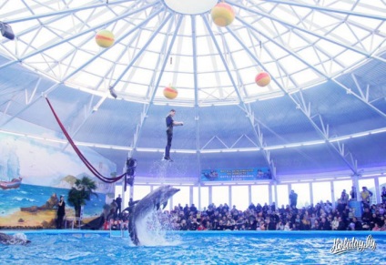 Az első dolphinarium Minszkben (fotó, video jegyárak) az állatkert turista blogjában a többiekről