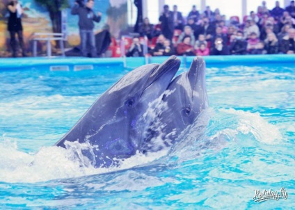 Az első dolphinarium Minszkben (fotó, video jegyárak) az állatkert turista blogjában a többiekről