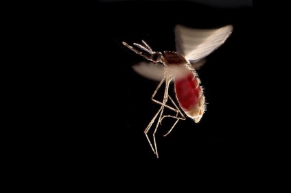 De ce nu pot fi distruși țânțarii, mecanica populară a revistei