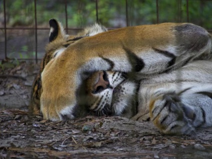 De ce multe animale sunt susceptibile la boli mintale