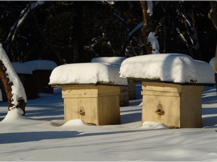 Pregătirea albinelor pentru video de iarnă și instrucțiuni pentru crearea condițiilor pentru o iarnă de succes, miere de top