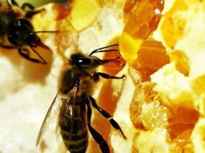 Pregătirea albinelor pentru video de iarnă și instrucțiuni pentru crearea condițiilor pentru o iarnă de succes, miere de top