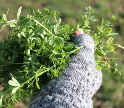 Tânăra doamnă este tenace - o plantă agresivă de buruieni cu proprietăți de vindecare