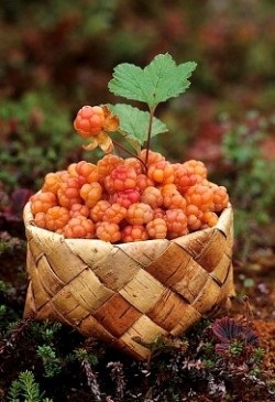 Proprietăți utile de cloudberry