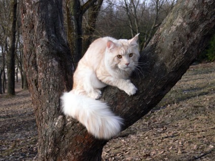 Maine Coon rasa de pisici