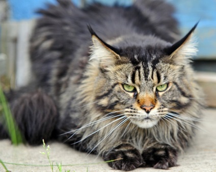 Maine Coon rasa de pisici