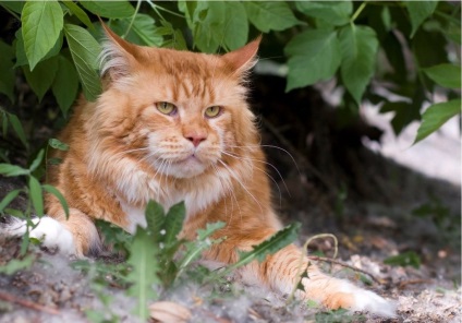 Maine Coon rasa de pisici