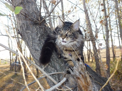 Maine Coon rasa de pisici