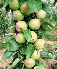 Plantarea pomilor de măr în toamnă