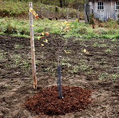 Plantarea pomilor de măr în toamnă