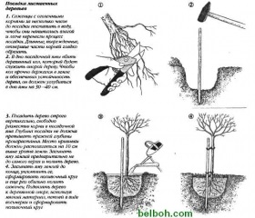 Plantarea corectă a copacilor și arbuștilor