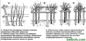 Plantarea corectă a copacilor și arbuștilor