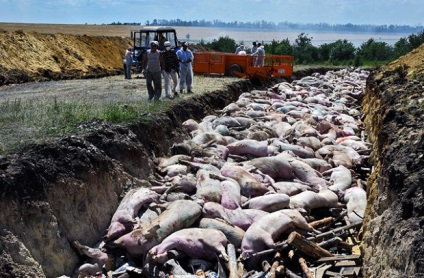 Guvernul intenționează să interzică reproducerea porcilor pe fermele mici și pe parcelele personale