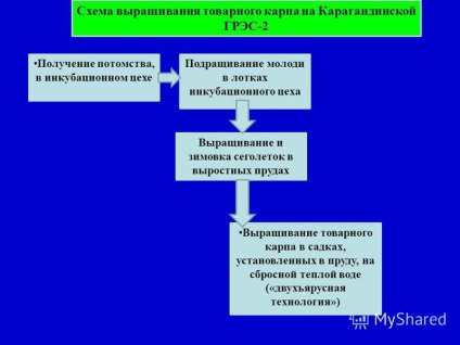 Представяне на отглеждането на пазара видове клетка