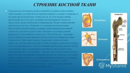 Prezentarea pe tema oaselor ca structură organică și funcție a oaselor