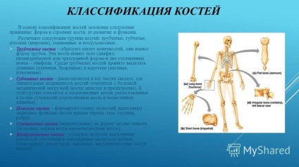 Prezentarea pe tema oaselor ca structură organică și funcție a oaselor