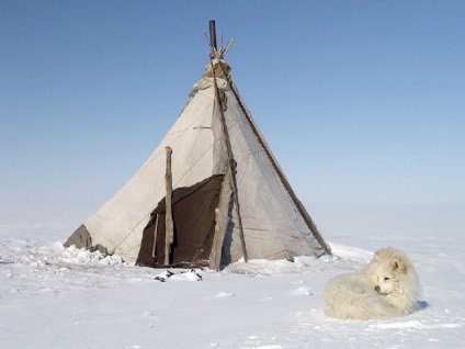 Prezentare - tundra - clasa a IV-a - cursuri initiale, prezentari