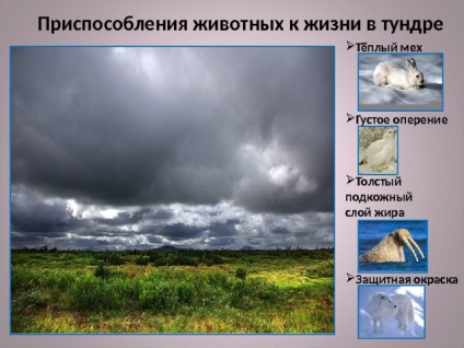 Представяне - Tundra - Клас 4 - първични класове, презентации