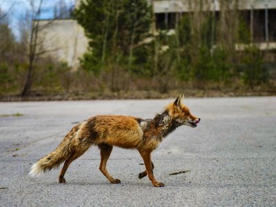 Pripyat, Cernobîl