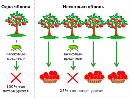 Продовольча безпека на своїй ділянці