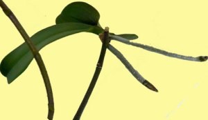 A phalaenopsis, növényvilág reprodukálása