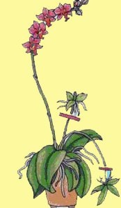 Reproducerea phalaenopsis, lumea plantelor