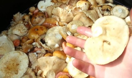 Rețete pentru decaparea ciupercilor de ciuperci pentru fotografia și video de iarnă de gătit pas cu pas fierbinte și rece