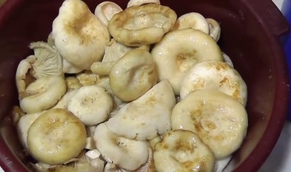 Rețete pentru decaparea ciupercilor de ciuperci pentru fotografia și video de iarnă de gătit pas cu pas fierbinte și rece
