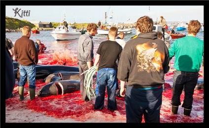 Masacrul delfinilor din Insulele Feroe sau locul de naștere al Prințului Danemarcei - un coșmar pentru delfini și balene -