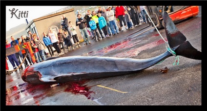 Masacrul delfinilor din Insulele Feroe sau locul de naștere al Prințului Danemarcei - un coșmar pentru delfini și balene -