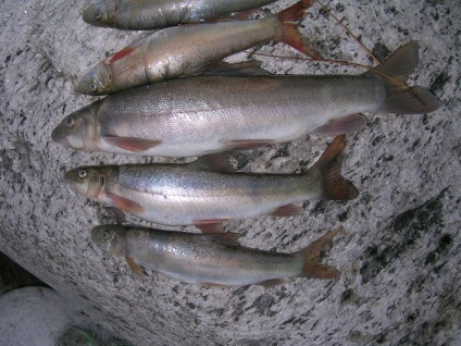 Fish marinka - fotó, videó, szereti, marinka fogása, struktúra, marinka típusok