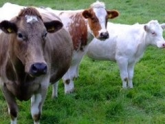 Paterisme de maternitate la vaci