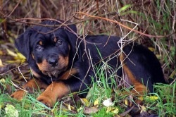 Rottweiler - descrierea, prețul și fotografia câinelui