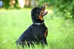 Rottweiler - descrierea, prețul și fotografia câinelui