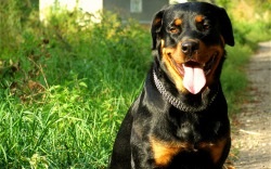 Rottweiler - descrierea, prețul și fotografia câinelui