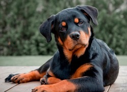 Rottweiler - descrierea, prețul și fotografia câinelui