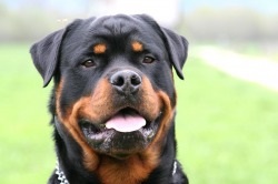 Rottweiler - descrierea, prețul și fotografia câinelui