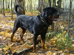 Rottweiler - descrierea, prețul și fotografia câinelui